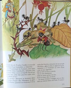 La belle au bois dormant et autres contes merveilleux (Branchu J./Maraja, Rizzato, Benvenuti...)
